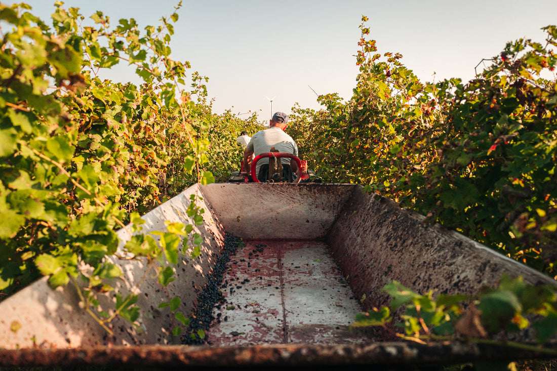 Vendemmia del Primitivo: un rimorchio carico di uve nere tra i filari al tramonto