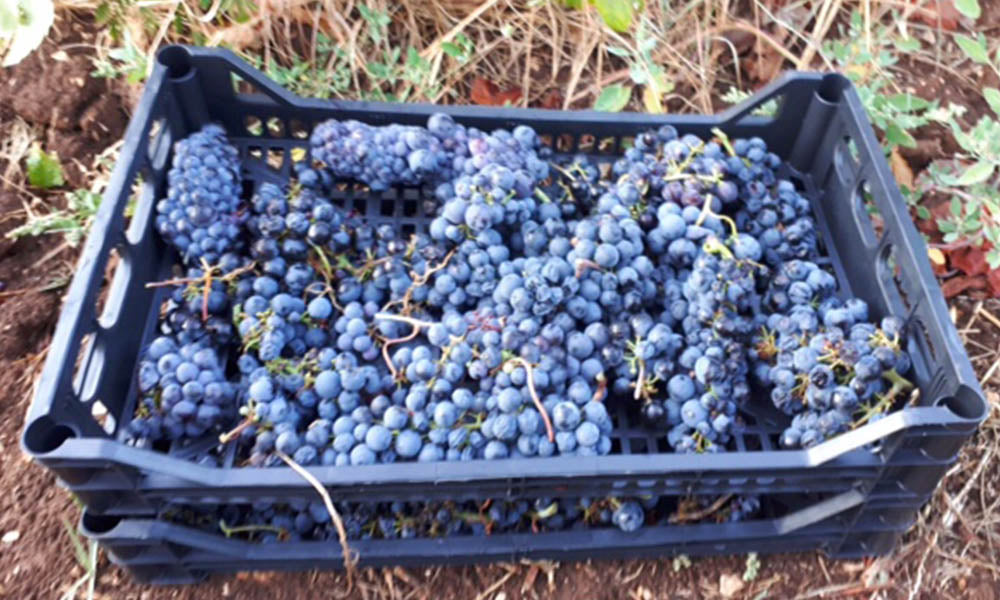 Grappoli di uva rossa in una cassetta durante la vendemmia