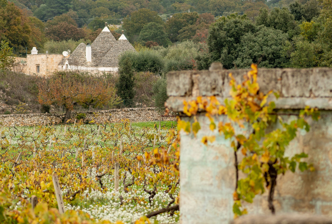 Vigneto in autunno davanti a un trullo nella campagna pugliese
