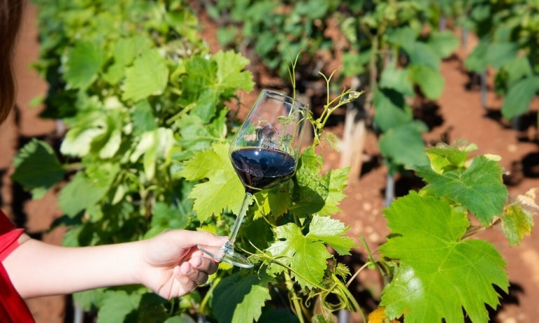 Calice di vino rosso tra le foglie di vite in vigna