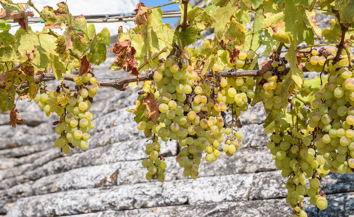 albeavini-alberobello- apulian wine negroamaro primitivo rosso